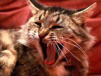 Nat Monday – Screaming Inside